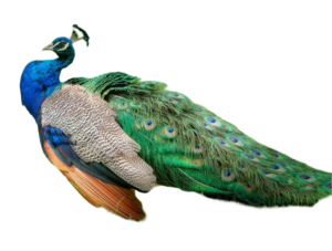 goddess maa saraswati wahan peacock png image