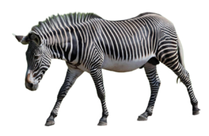 zebra png image