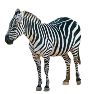 zebra png no background