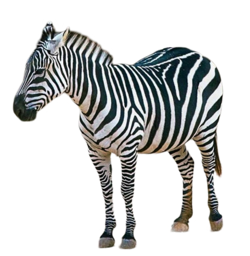 zebra png no background