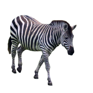 zebra png photo