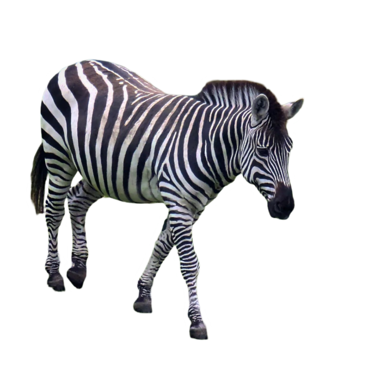 zebra png photo