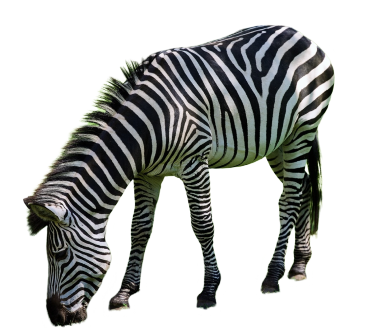 zebra png transparent