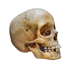 Human skull Png Photo