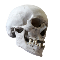 Human skull Png image