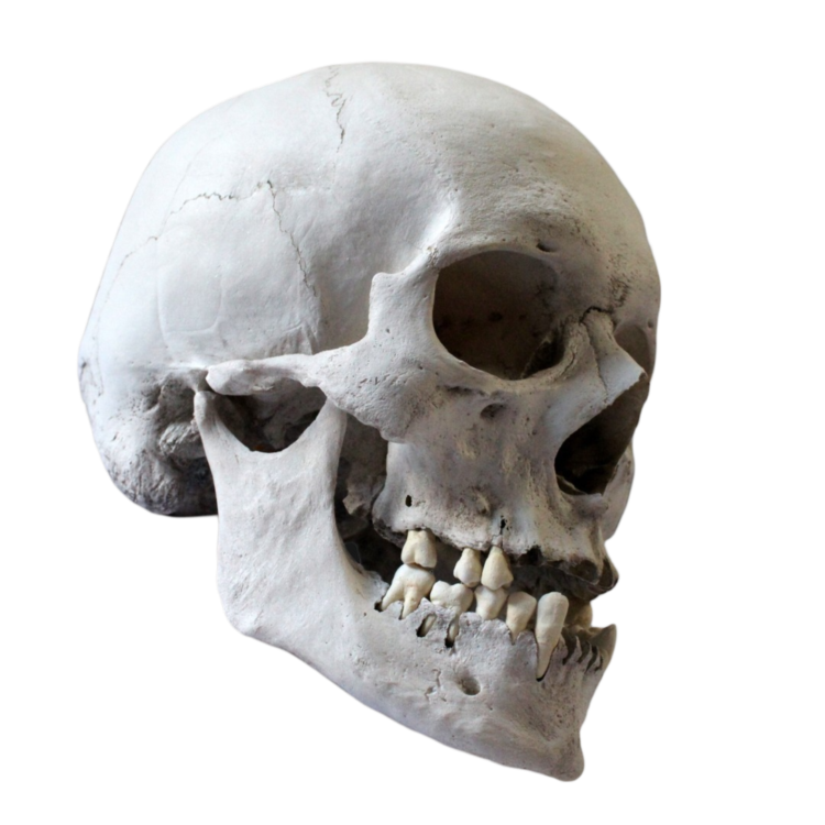 Human skull Png image