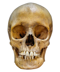 Human skull Png pic free download