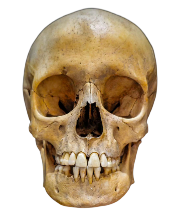 Human skull Png pic free download