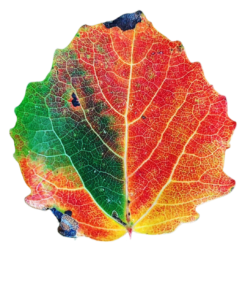 Colourful Leaf png image free