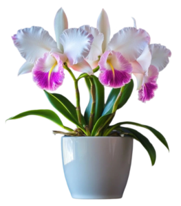 Flower Pot Png photo free