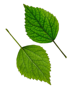 Green Leaf Png Image free download