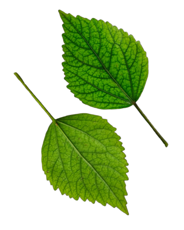 Green Leaf Png Image Free Download