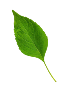 Green Leaf Png photo free download