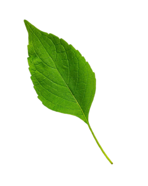 Green Leaf Png photo free download