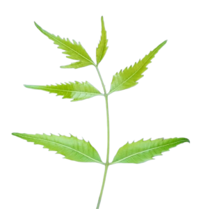 Green leaf PNG pic hd