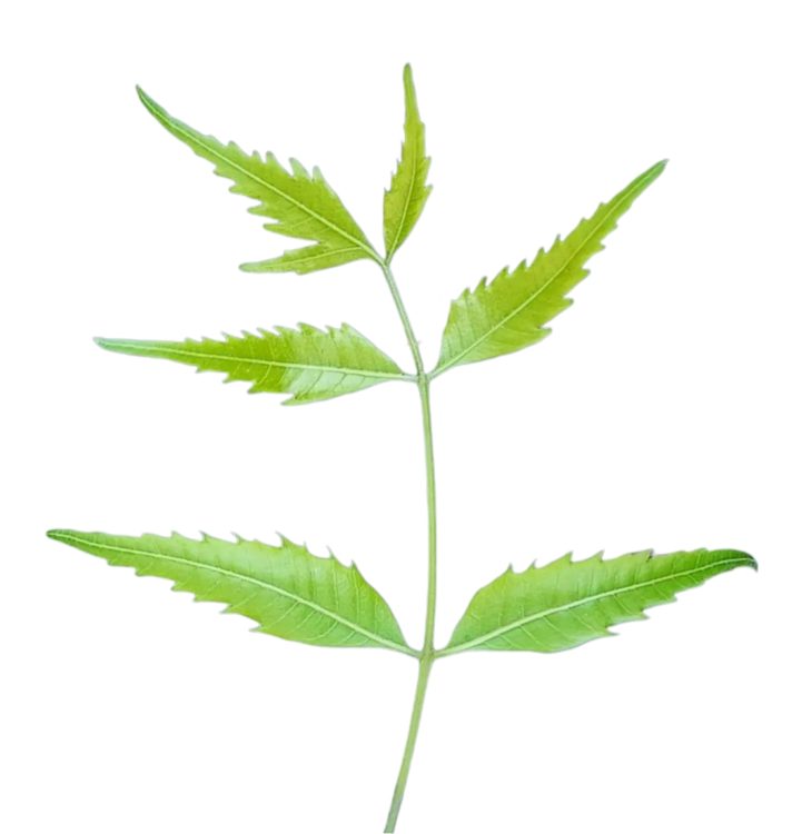 Green leaf PNG pic hd