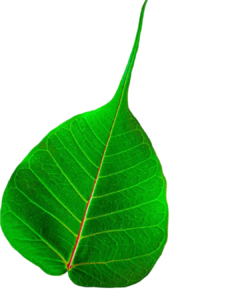 Leaf Png Transparent Image