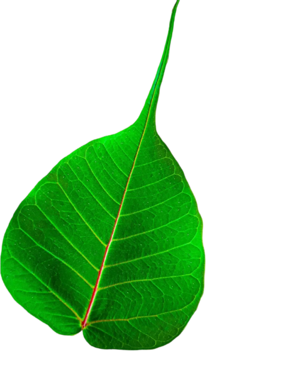 Leaf Png Transparent Image