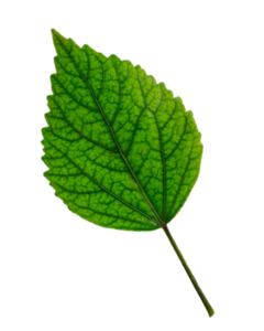 Leaf Png photo free download