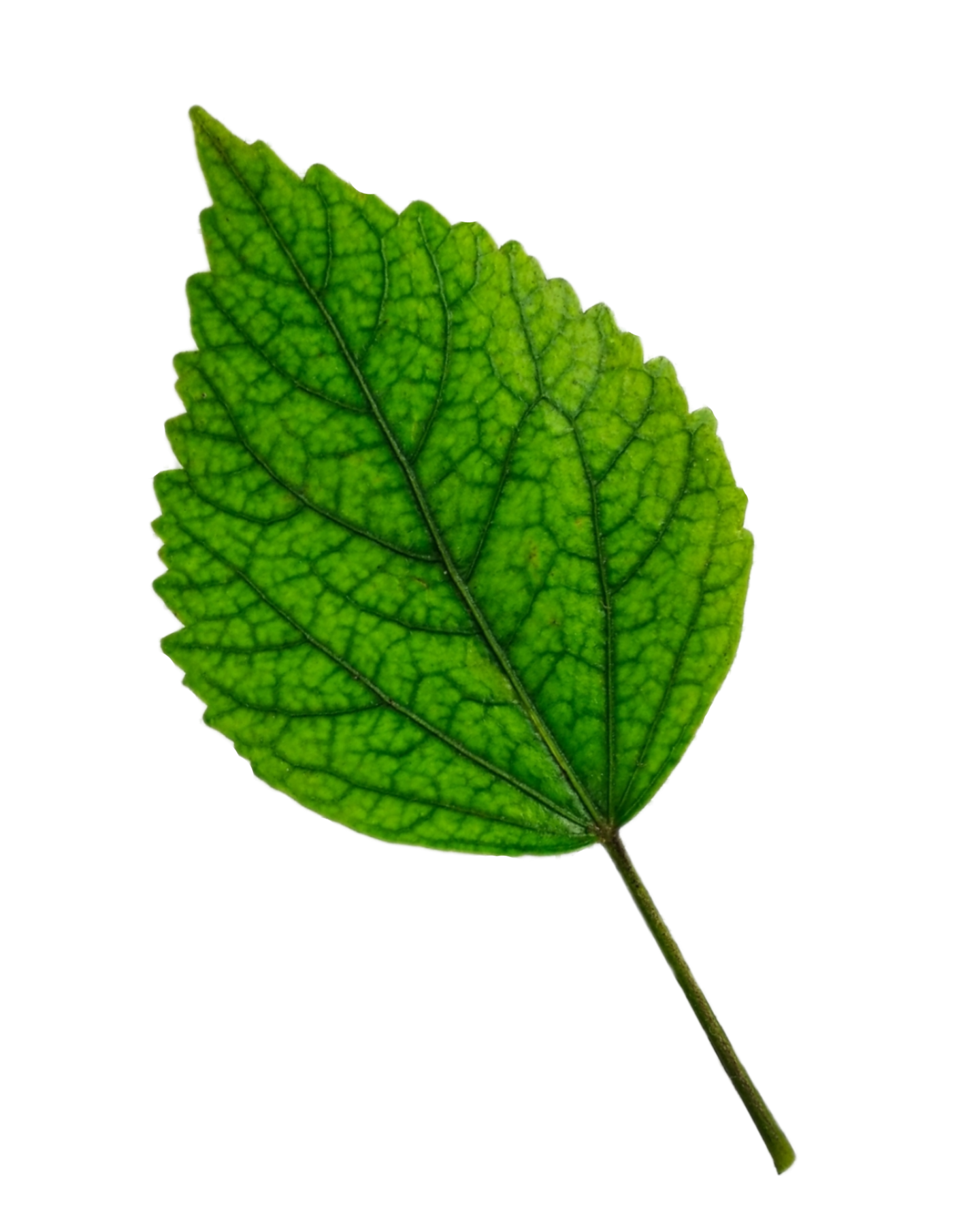 leaf-png-photo-free-download