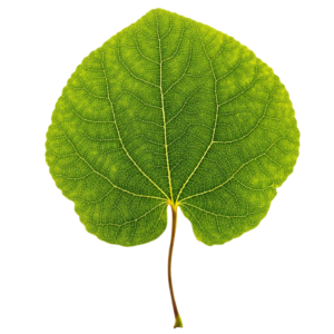 Leaf Png picture free download