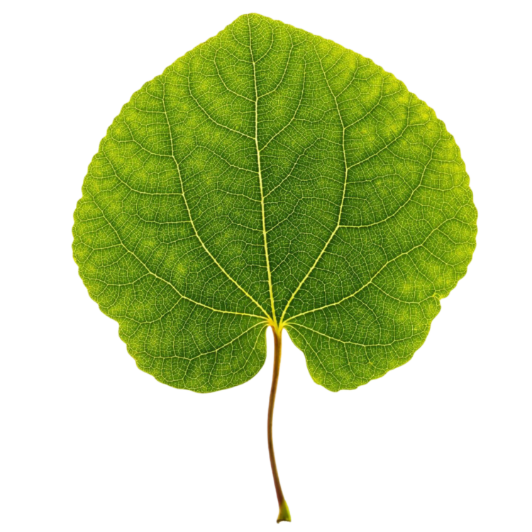 Leaf Png picture free download