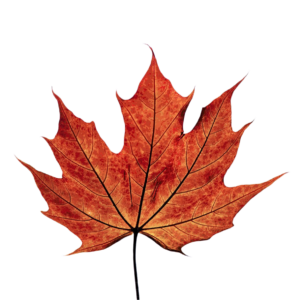 Maple Leaf Png image