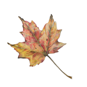 Maple Leaf Png photo