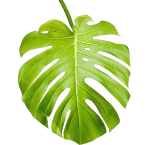 Monstera Leaf Png Photo