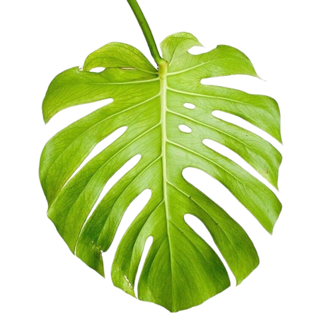 Monstera Leaf Png Photo