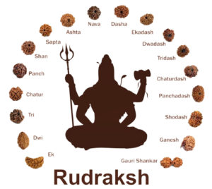 Rudraksha Png Image Free