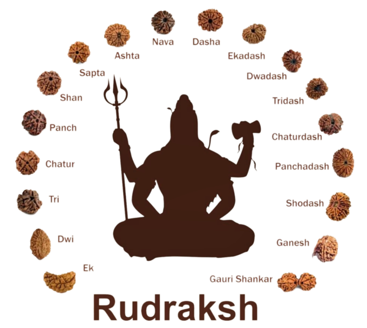 Rudraksha Png Image Free