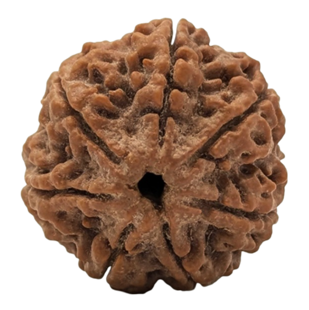 Rudraksha Png Photo Free