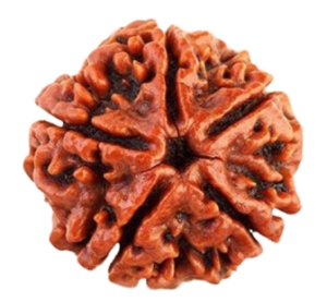 Rudraksha Png Picture Free