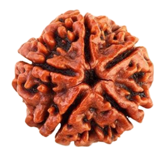 Rudraksha Png Picture Free