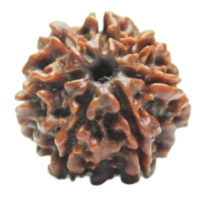 Rudraksha Png Transparent Image