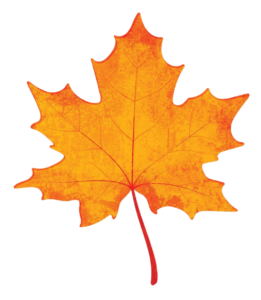 Yellow Maple Leaf Png image