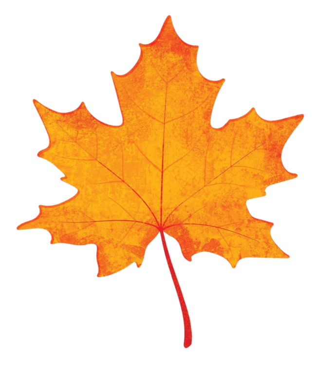 Yellow Maple Leaf Png image