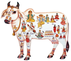 Indian Cow Png Cutout Image