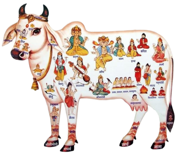 Indian Cow Png Cutout Image