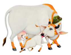 Indian Cow Png Image Free