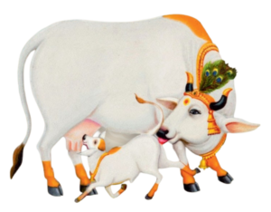 Indian Cow Png Image Free