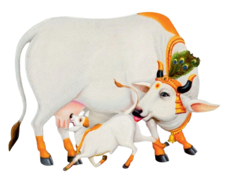 Indian Cow Png Image Free