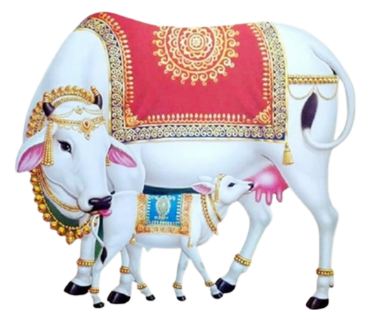 Indian Cow Png Picture Free