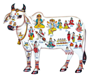 Indian Cow Png Transparent image