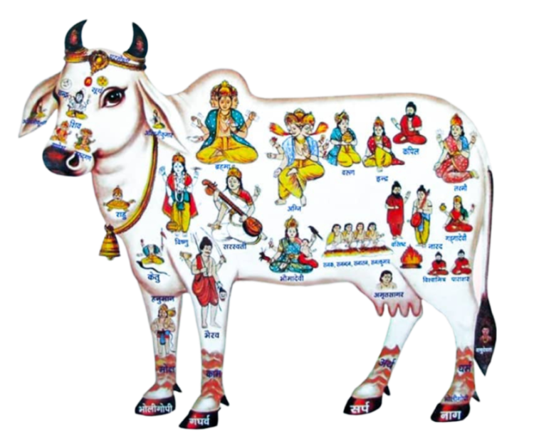 Indian Cow Png Transparent image