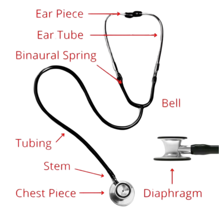 Stethoscope Doctor Png Image Fee also given parts name