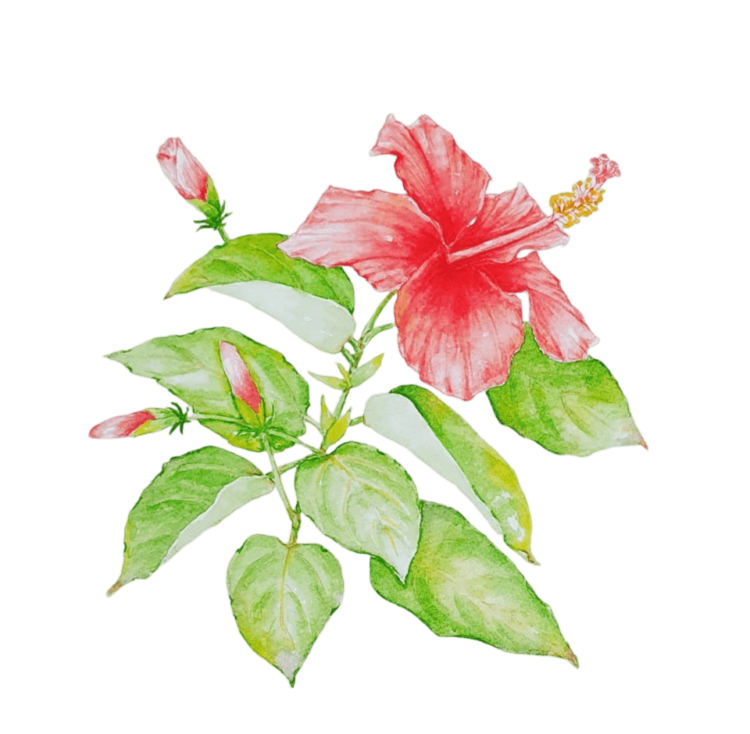 Hawaiian Hibiscus Png Picture