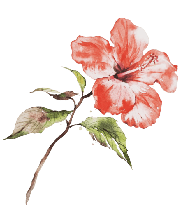 Hawaiian Hibiscus Png Transparent