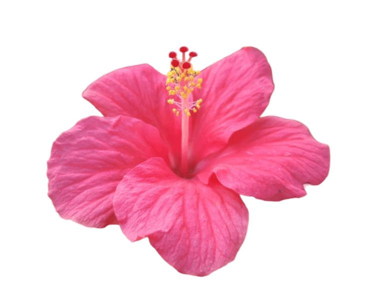 Hibiscus Png Image